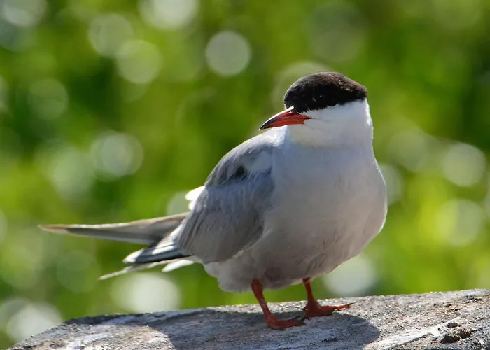 Tiiramoekki וילה *